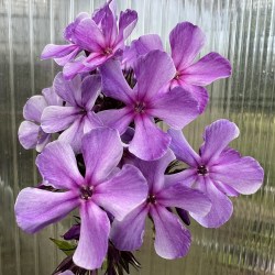 Pasmurnyi Denjok IMG_2527